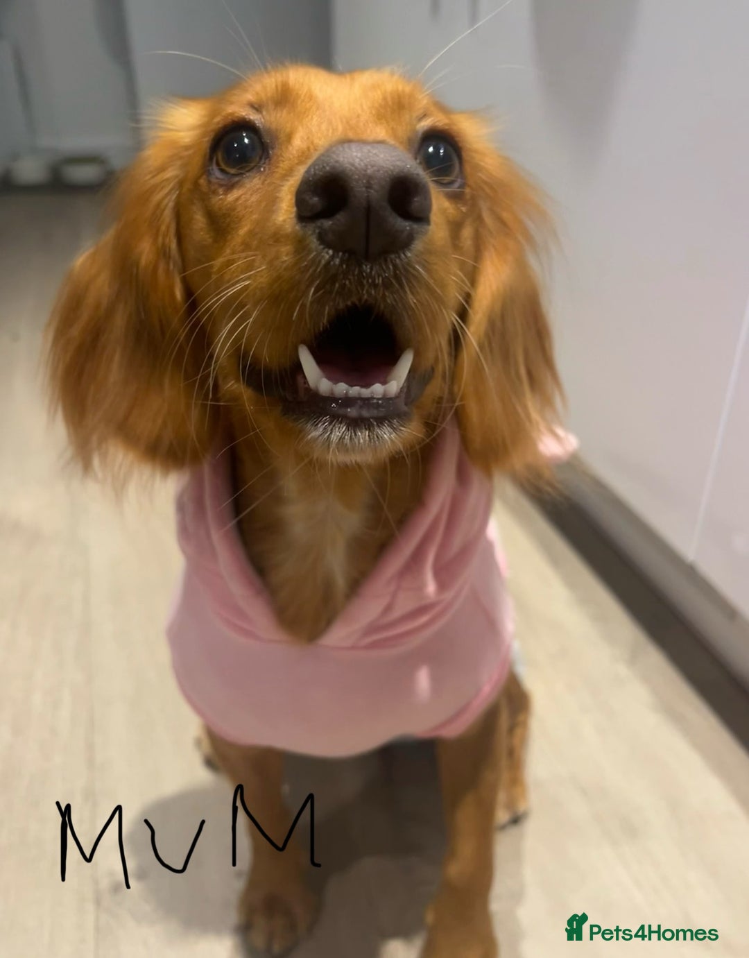 Cocker Spaniel dogs for sale: 🐶Cocker Spaniel Pups Looking for Forever Family🐶 - Image 35