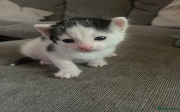 British Shorthair cats for sale: 4 adorable girl kittens  - Image 8