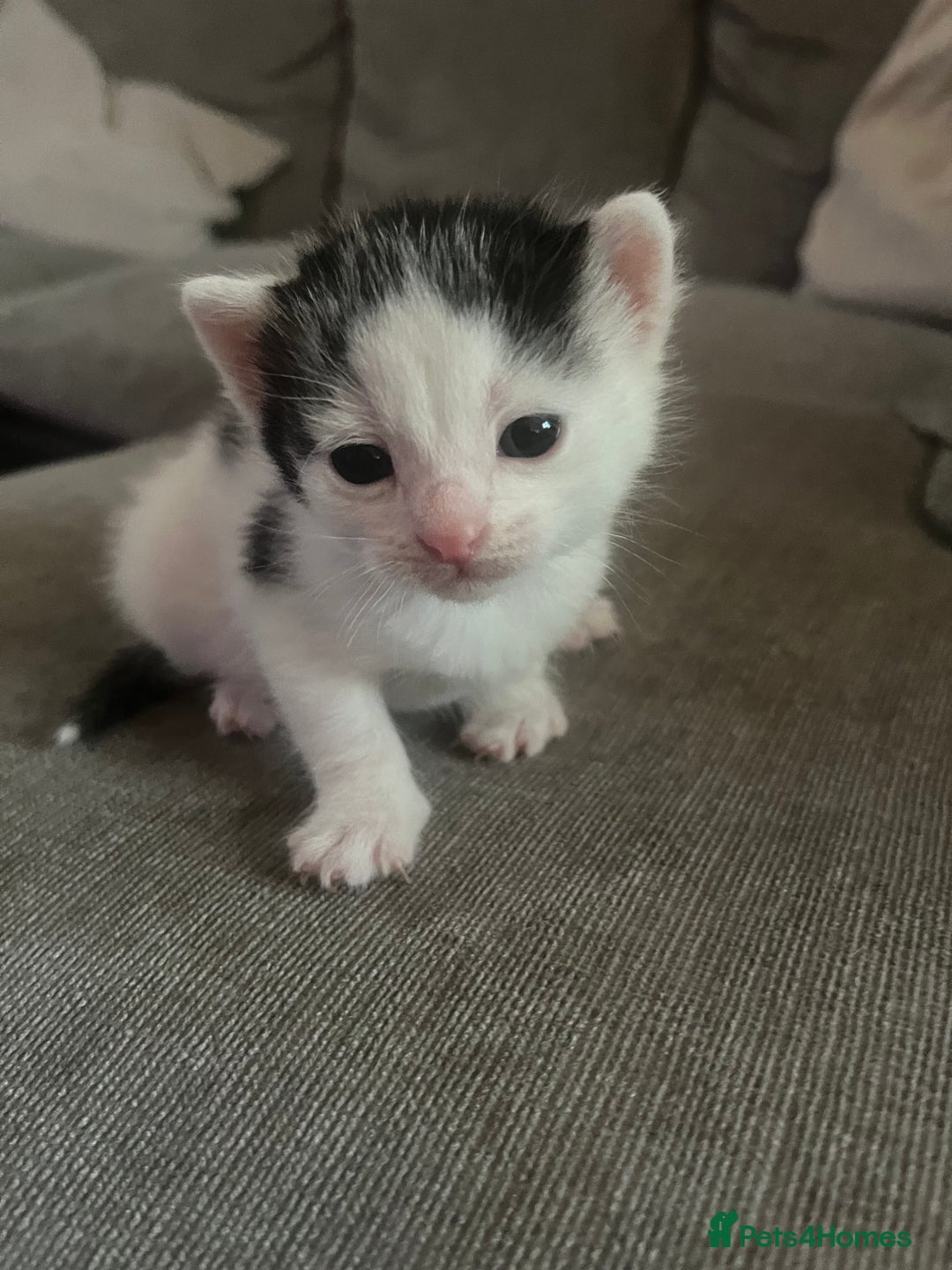 British Shorthair cats for sale: 4 adorable girl kittens  - Image 8