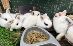 Netherland Dwarf rabbits for sale: Beautiful tamed Bunnies for sale  - Advert 13