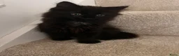Mixed Breed cats for sale: Two beautiful kittens for sale  in Colchester - Advert 4