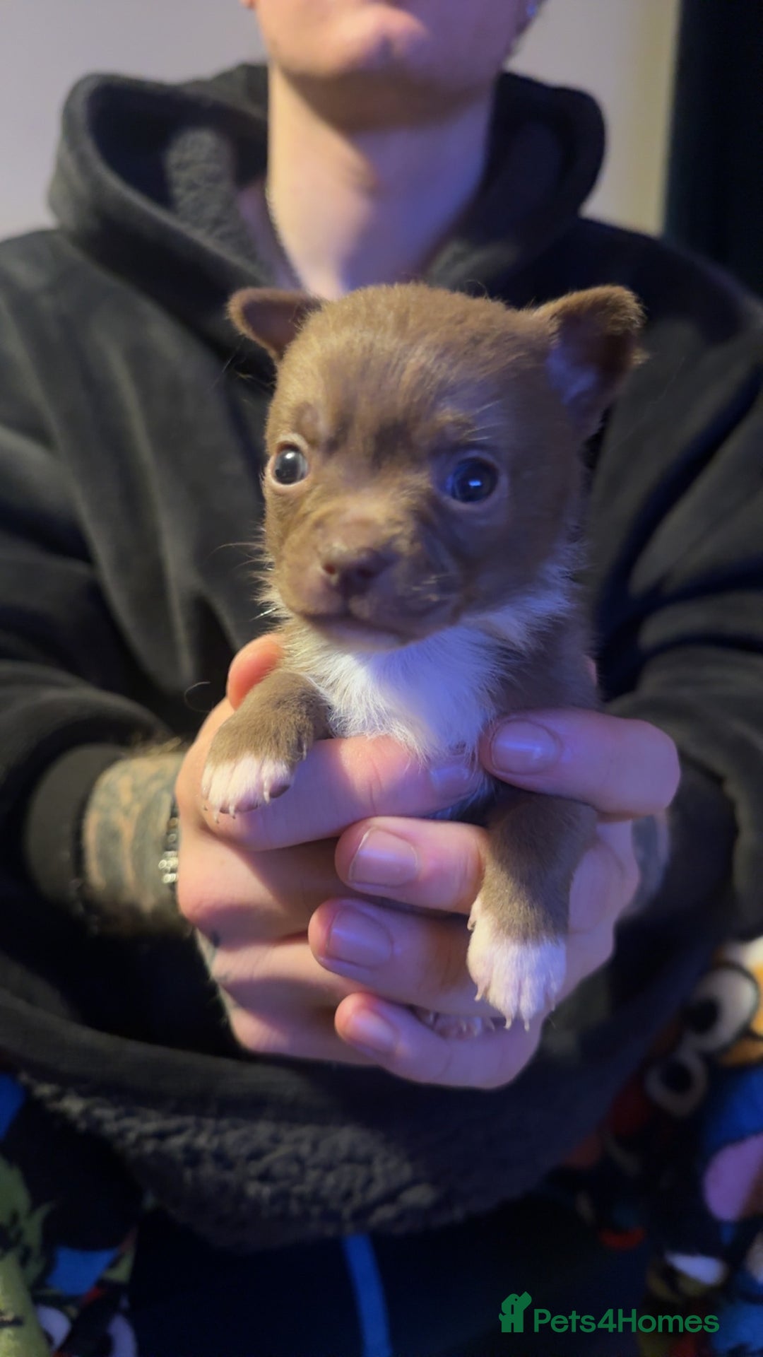 Chihuahua dogs for sale: Chihuahua puppies for sale - Advert 15