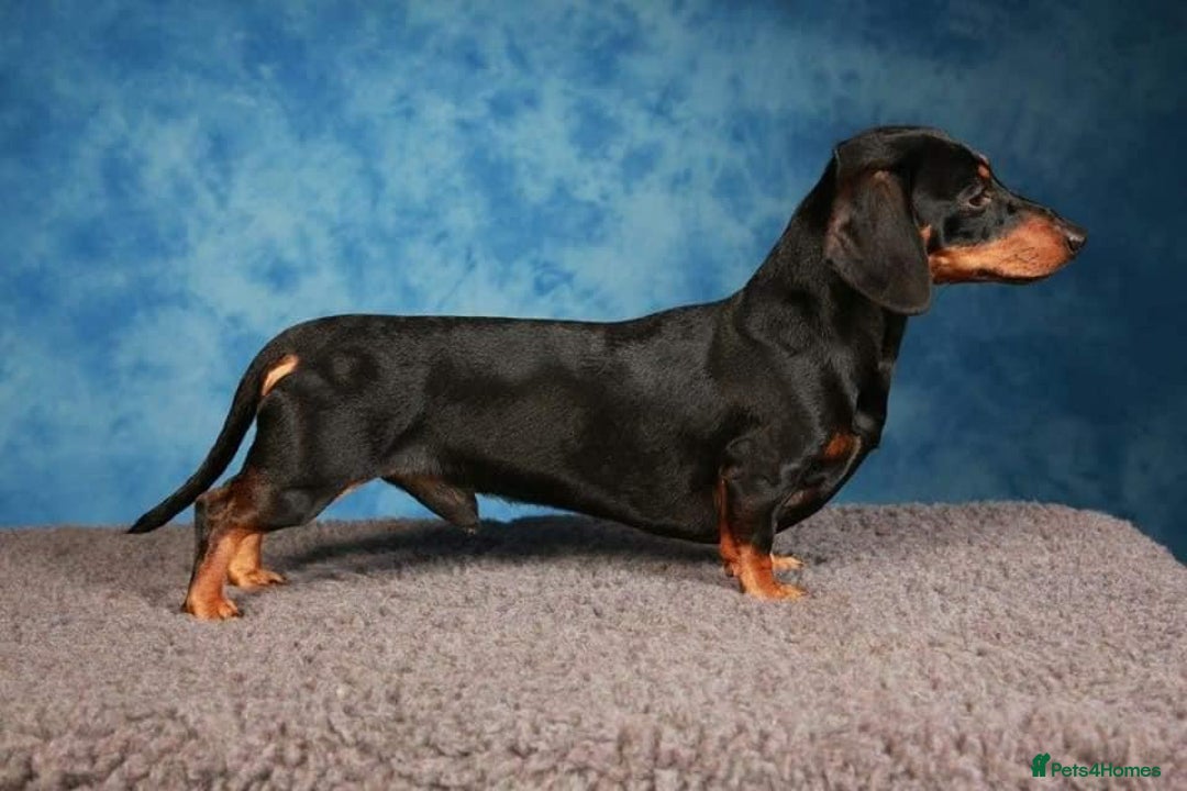 Miniature Dachshund dogs for sale: Champion bloodlines excellent quality KC miniature - Advert 8