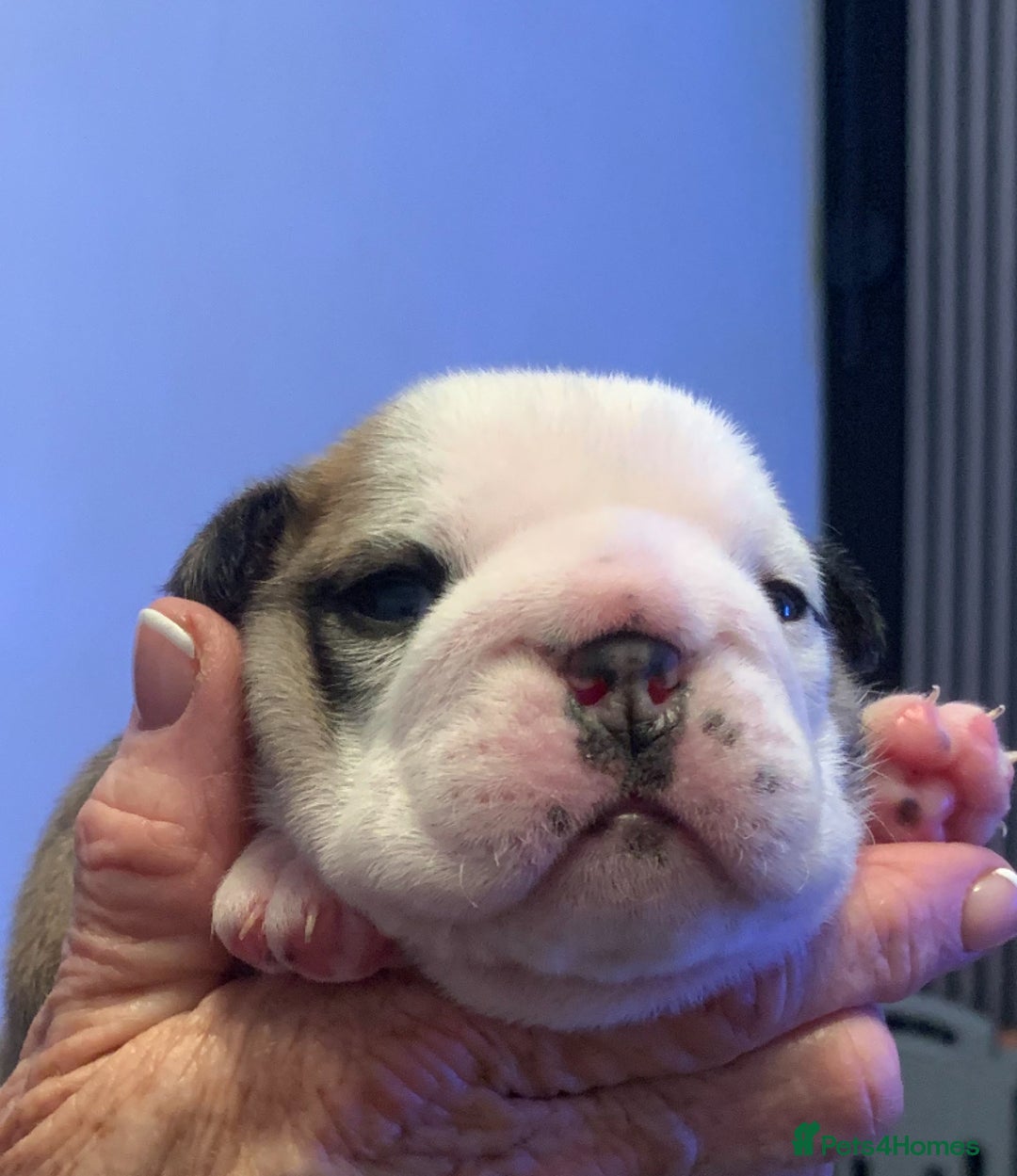 English Bulldog dogs for sale: English bulldog  - Advert 3