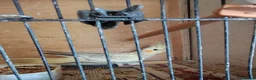 Cockatiels birds for sale: Cockatiels 🕊️ I Babies and Adults Available  - Advert 4