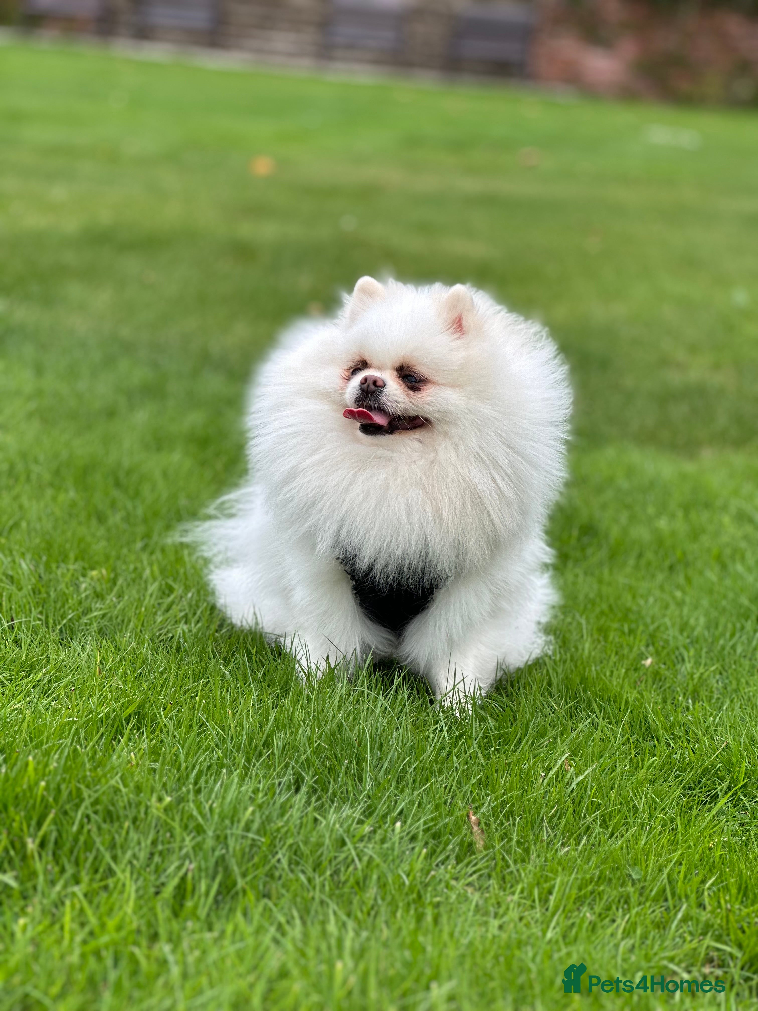 Coco