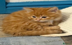 Maine Coon cats for sale: Beautiful mixed breed kittens  - Image 25