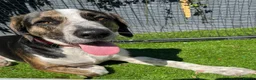 Mixed Breed dogs for adoption: WILSON - 2 years old, Hound Mix Boy in Atherstone - Advert 11