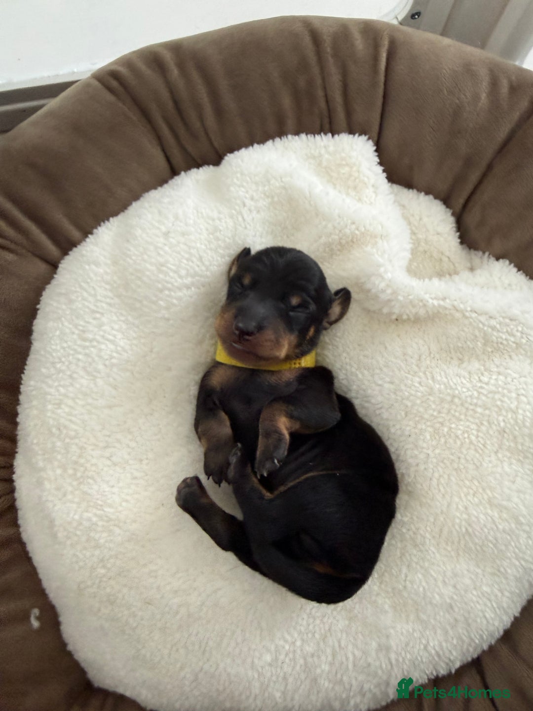Miniature Dachshund dogs for sale: KC Miniature Dachshund short hair 4M 1F - Advert 17