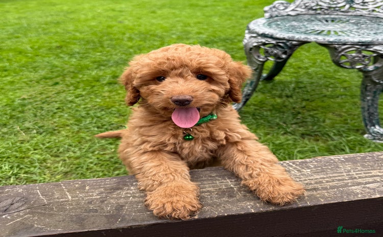Cockapoo dogs - Advert 2