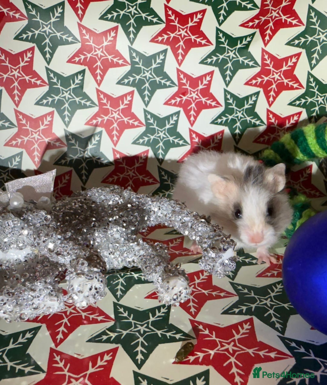 Hamster rodents for sale: Baby hamsters for sale - Advert 22