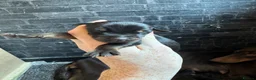 Dobermann dogs for sale: Health tested Dobermans  - Advert 3