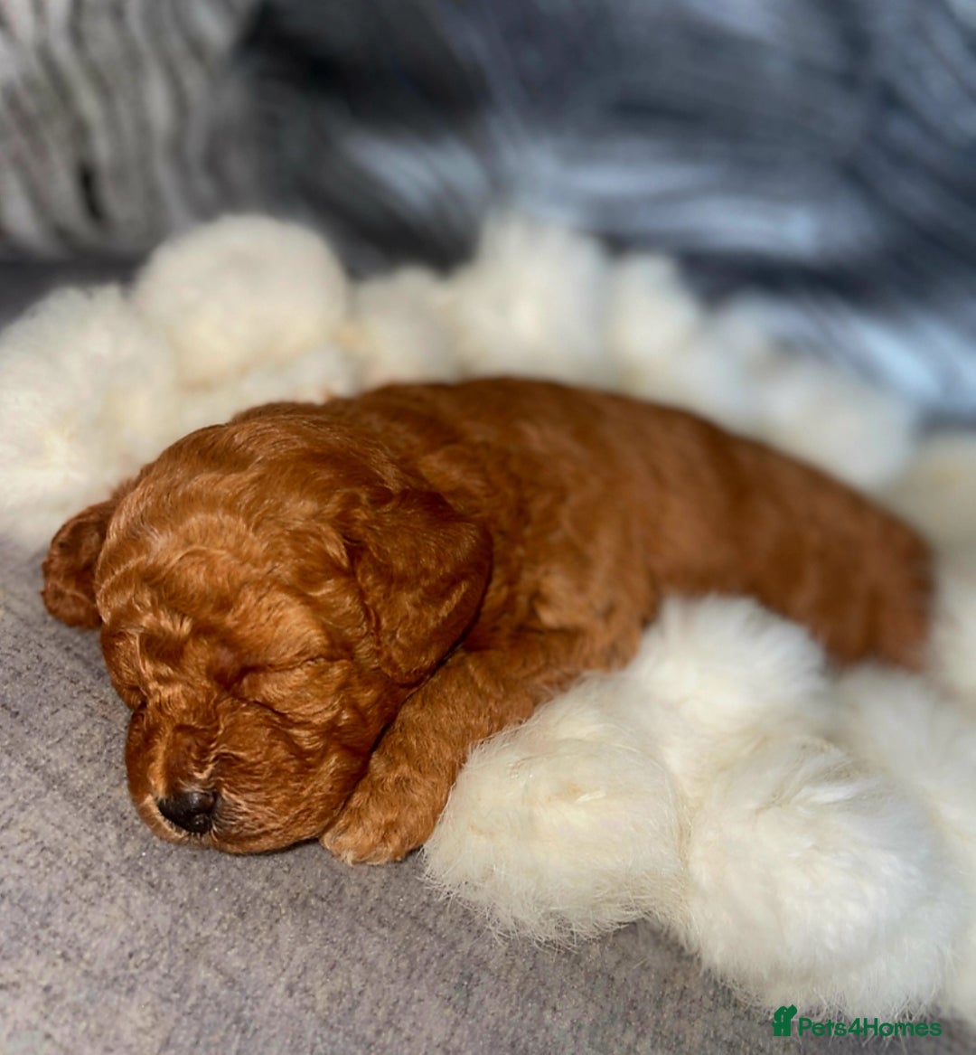 Cockapoo dogs for sale: Stunning litter of Fox red miniature Cockapoo's  - Image 7
