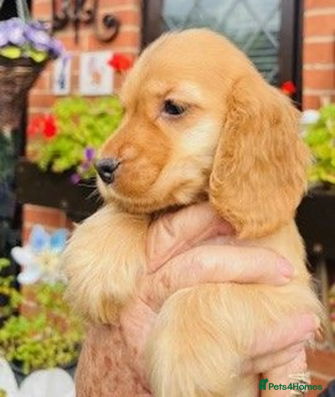 Cocker Spaniel dogs for sale: lyncham cocker spaniels - Advert 5
