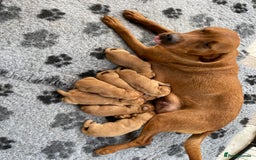 Labrador Retriever dogs for sale: Fox Red Labrador Pups For Sale - Image 6