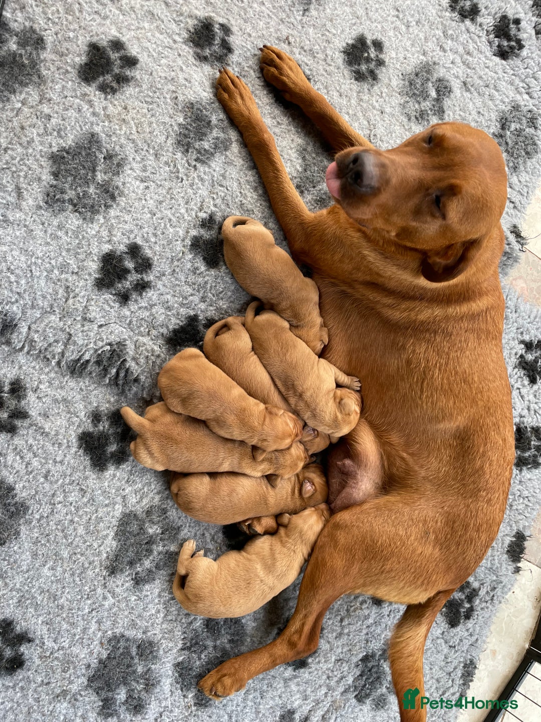 Labrador Retriever dogs for sale: Fox Red Labrador Pups For Sale - Image 6