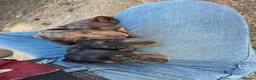 Miniature Dachshund dogs for sale: Active purebred dapple dachshund shorthair.  - Advert 4