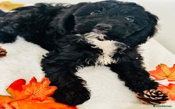 Cockapoo dogs for sale: 🐾 Beautiful Cockapoo Puppy – 1 girl  - Advert 8