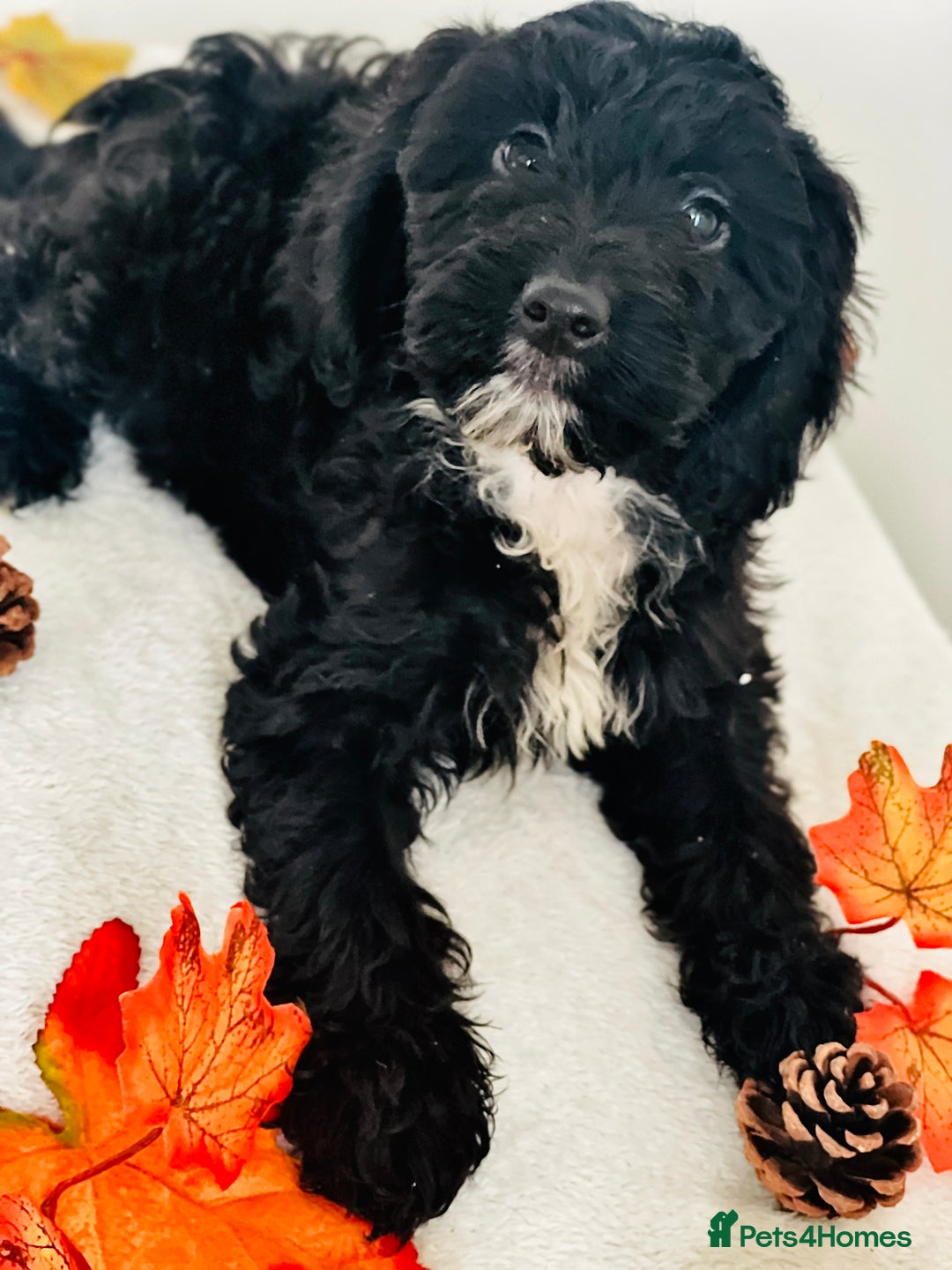 Cockapoo dogs for sale: 🐾 Beautiful Cockapoo Puppy – 1 girl  - Advert 8