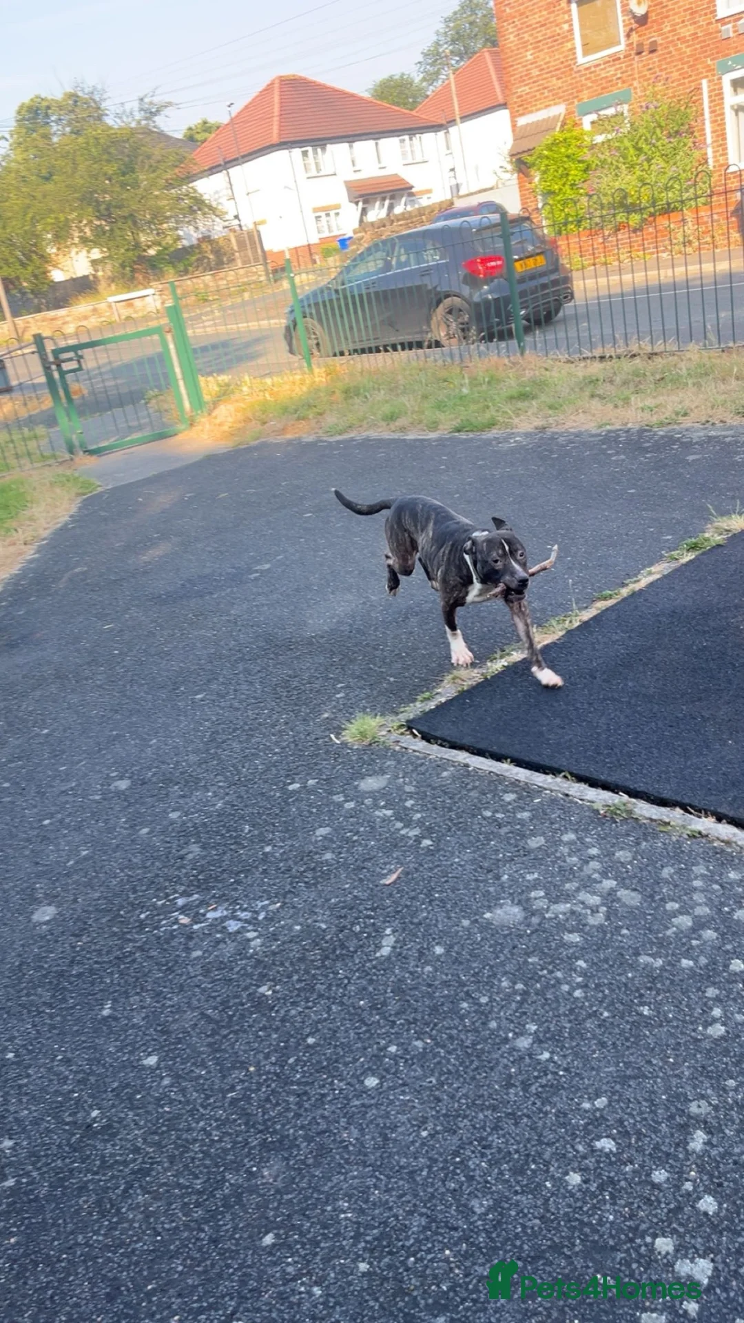 Mixed Breed dogs for sale: zeus staffordshirebull terrier in Chesterfield - Advert 1