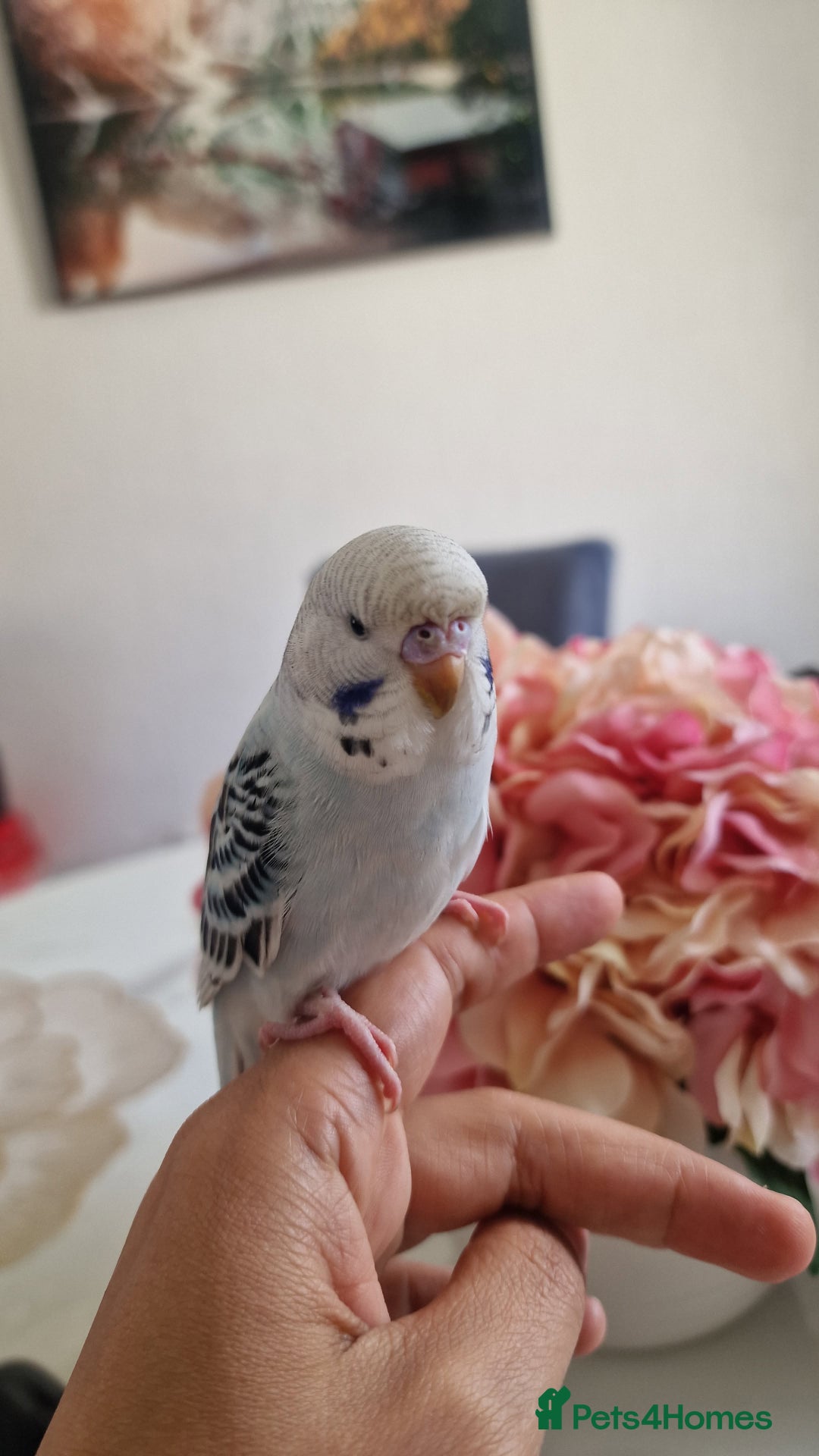 Budgerigars birds for sale: Beautiful budgies  - Image 2