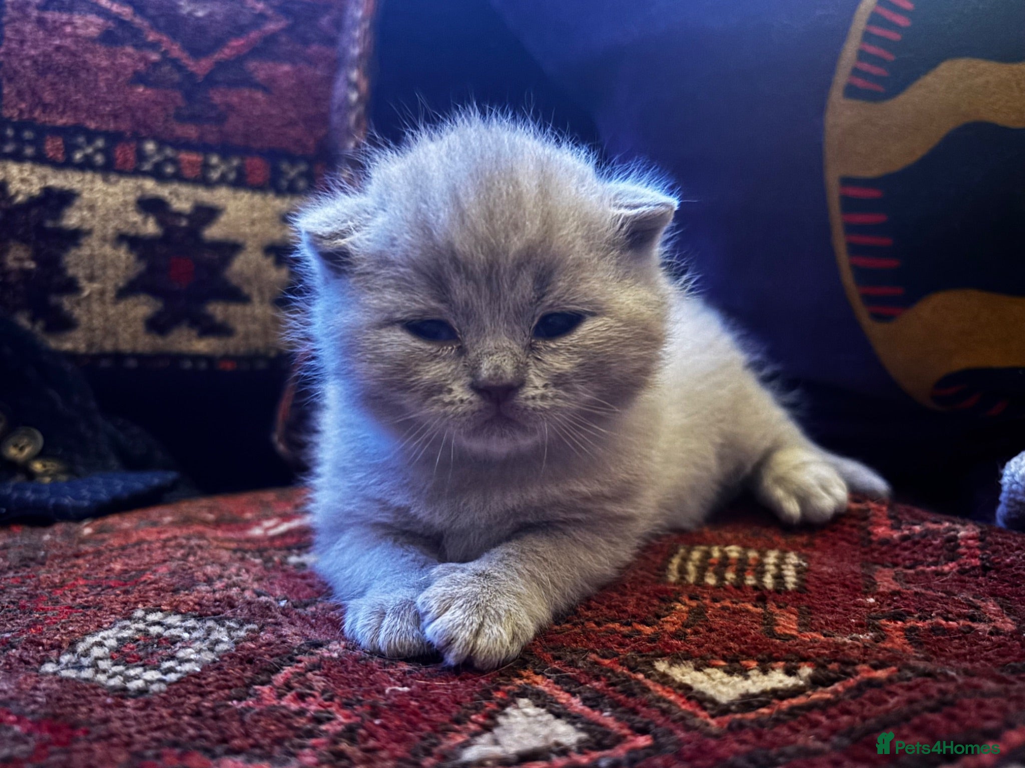 British Shorthair cats Gorgeous little mister from GCCF registered stud - Advert 4