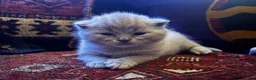 British Shorthair cats for sale: Gorgeous little mister from GCCF registered stud in Stonehouse - Advert 1