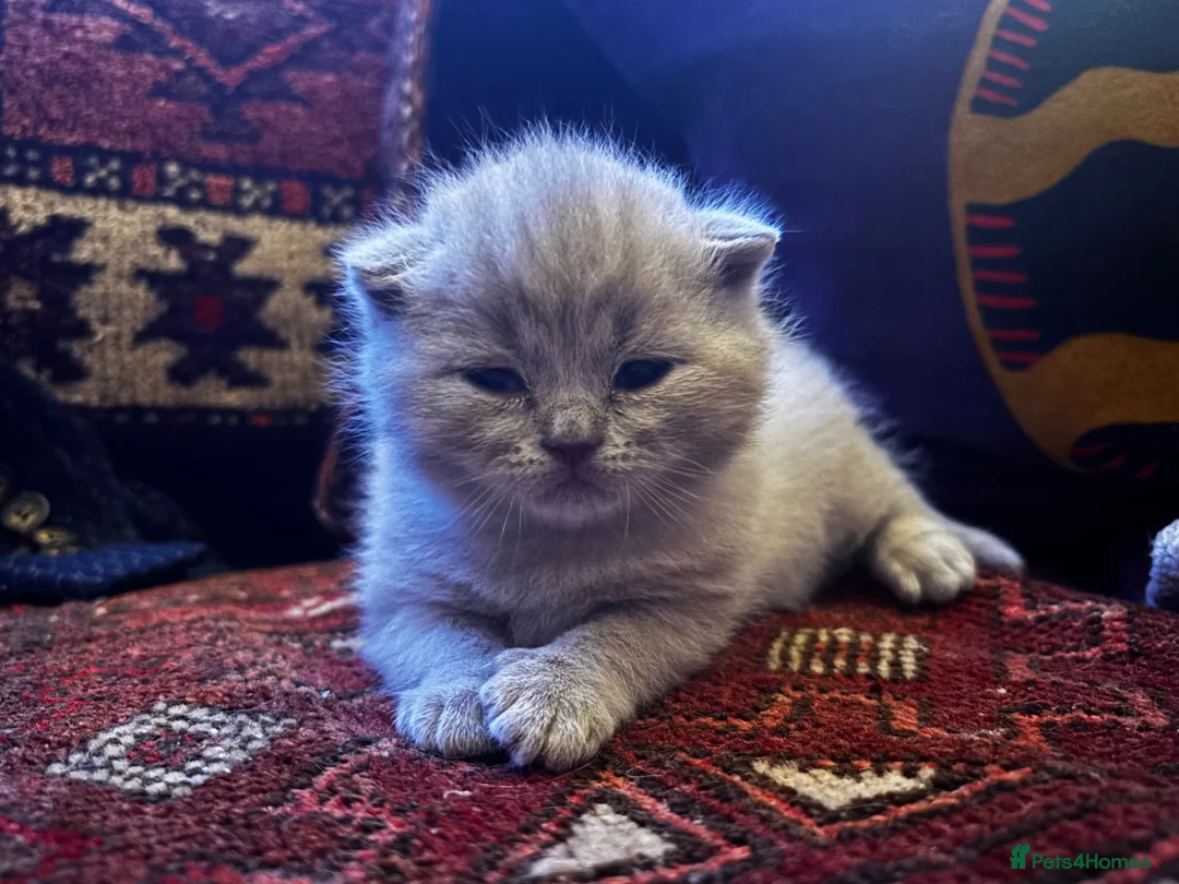 British Shorthair cats for sale: Gorgeous little mister from GCCF registered stud in Stonehouse - Advert 1