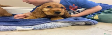 Cocker Spaniel 5