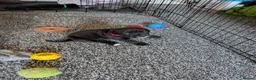 Cane Corso dogs for sale: 8 Beautiful Cane Corso Pups - Advert 22