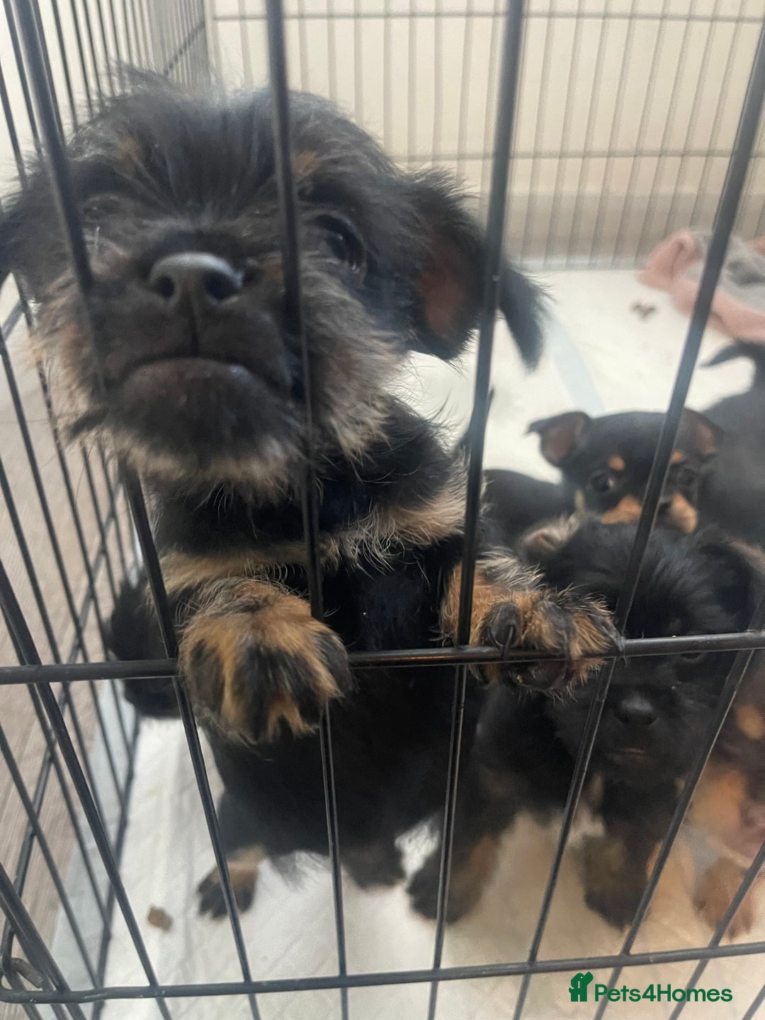 Mixed Breed dogs for sale: Jackapoo/French bulldog  - Advert 26