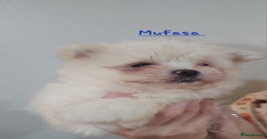 Mixed Breed dogs - Advert 2