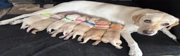 Labrador Retriever dogs for sale: KC Registered Labrador puppies - Advert 8