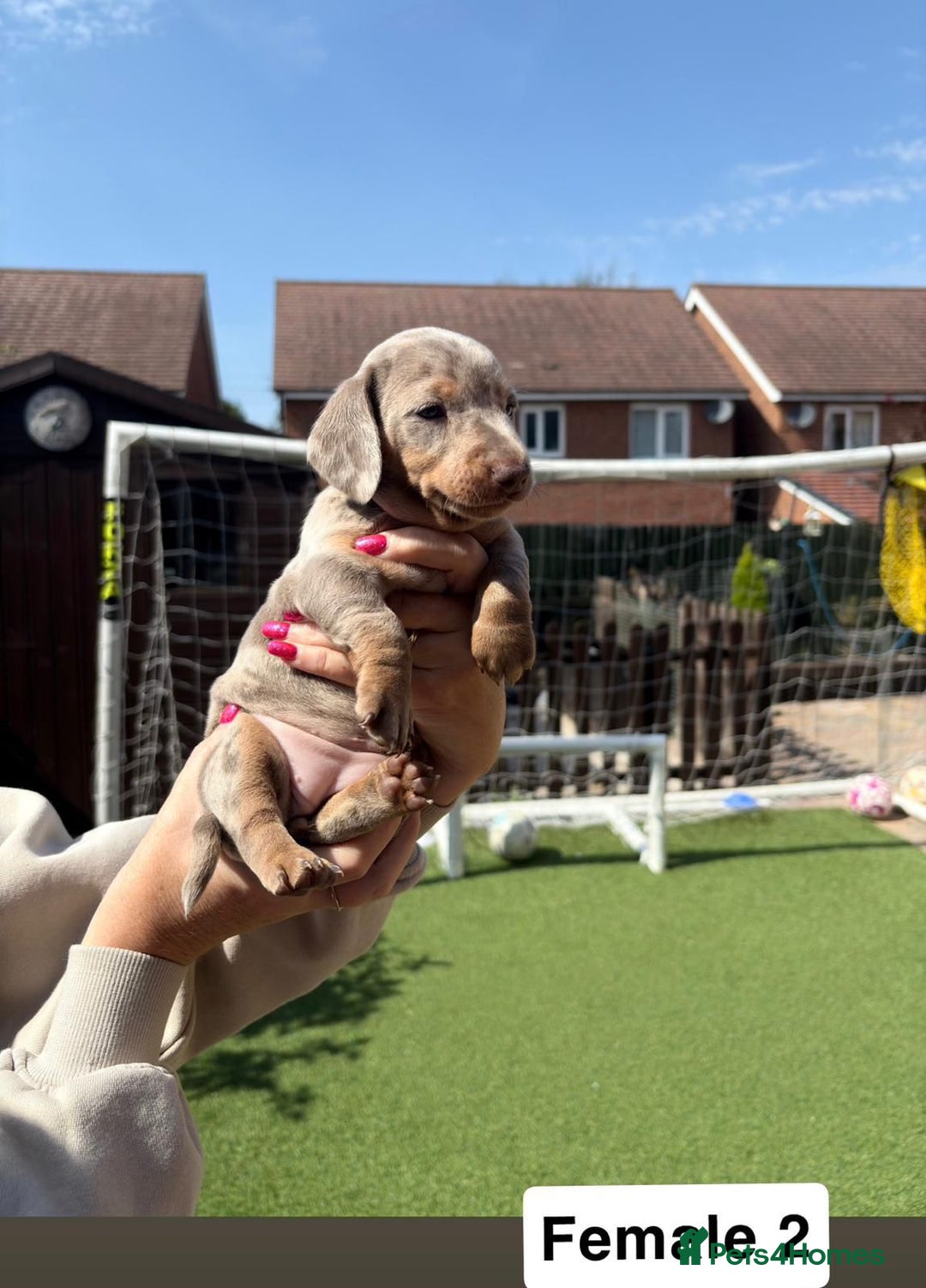 Dachshund Puppy Weimaraner Dachshund Mix For Sale Staffy Cross