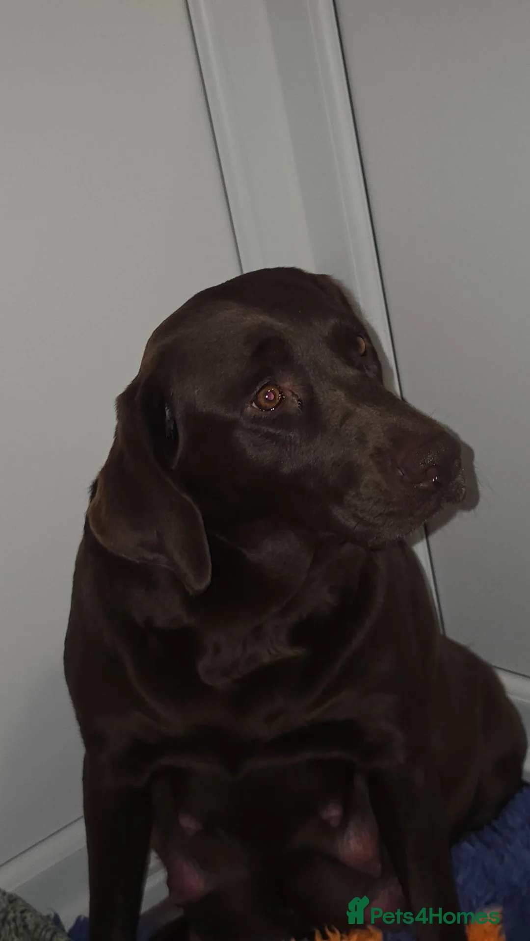 Labrador Retriever dogs for sale: Stunning silver and chocolate  - Advert 12