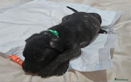 Cane Corso dogs for sale: Cane corsos  puppies  - Image 10