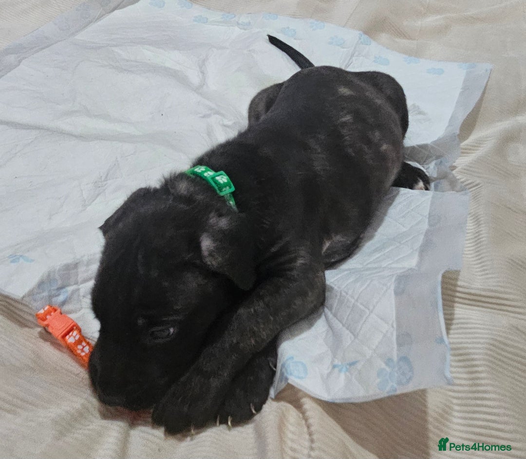 Cane Corso dogs for sale: Cane corsos  puppies  - Image 10