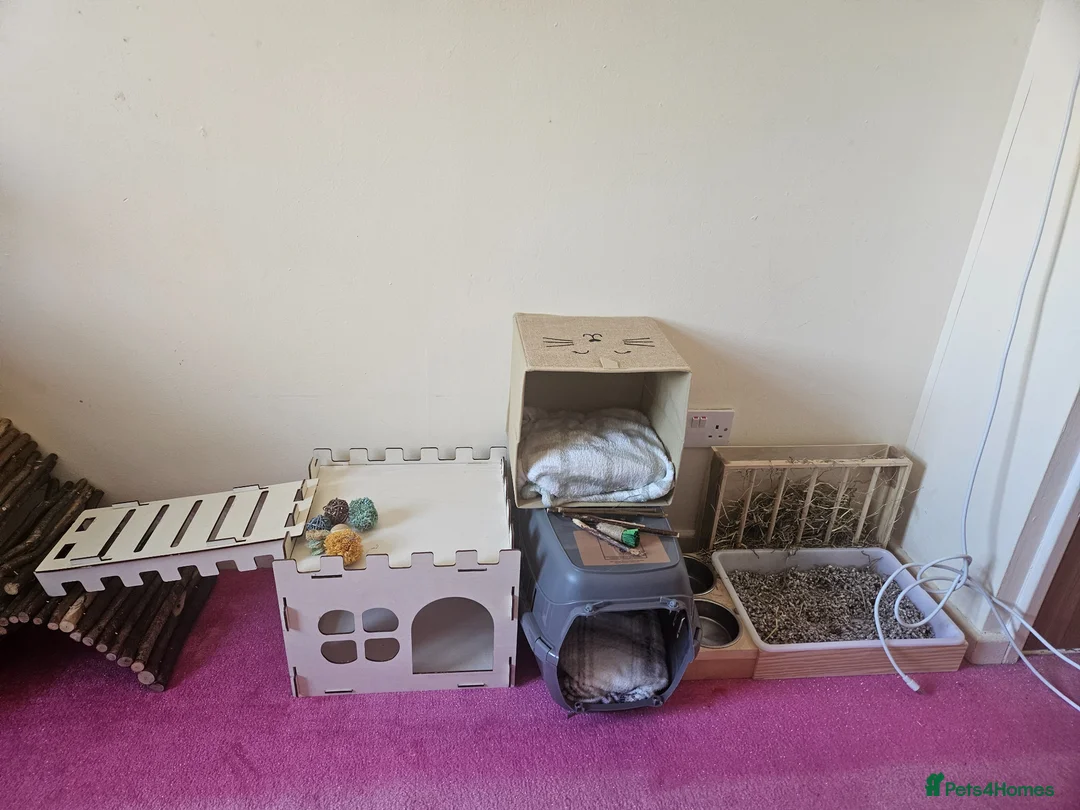 Mini Lion Lop rabbits for sale: Black and white mini lop male house rabbit - Advert 13