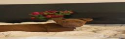 Mixed Breed dogs for sale: Lumi  - Advert 3