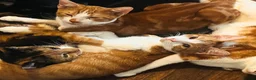 Mixed Breed cats for sale: 4 kittens in need of a loving family - Advert 1