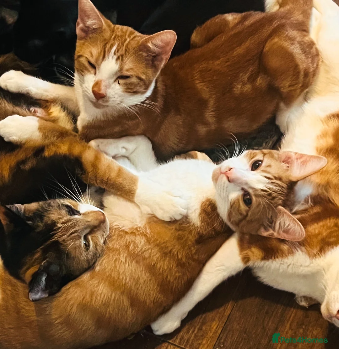 Mixed Breed cats for sale: 4 kittens in need of a loving family - Advert 1