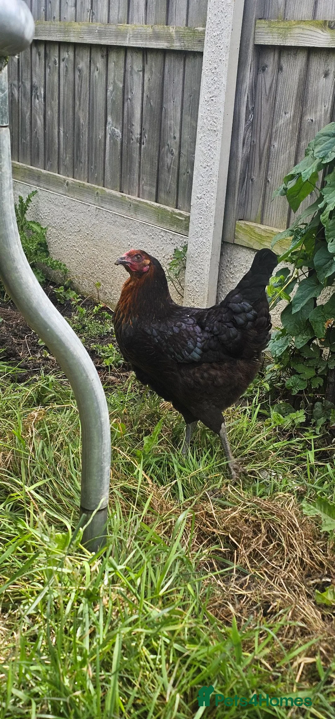 Chickens poultry for sale: 2 chicken  in Stockton-on-Tees - Advert 2