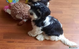 Lhasa Apso dogs for sale: 💜 REDUCED 💜 5* Kyi-Leos (Lhasa Apso/Maltese)   - Image 3