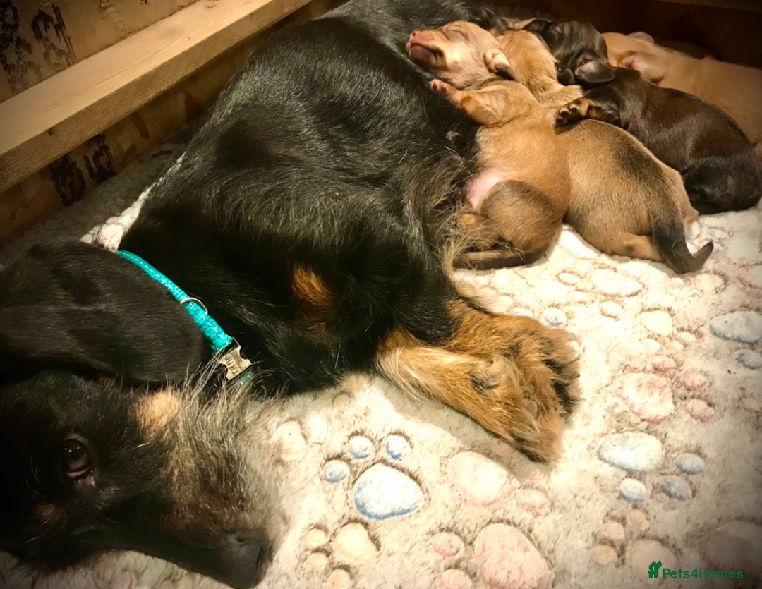 Dachshund dogs for sale: Miniature Silky Wirehaired Dachshund puppies! - Image 6