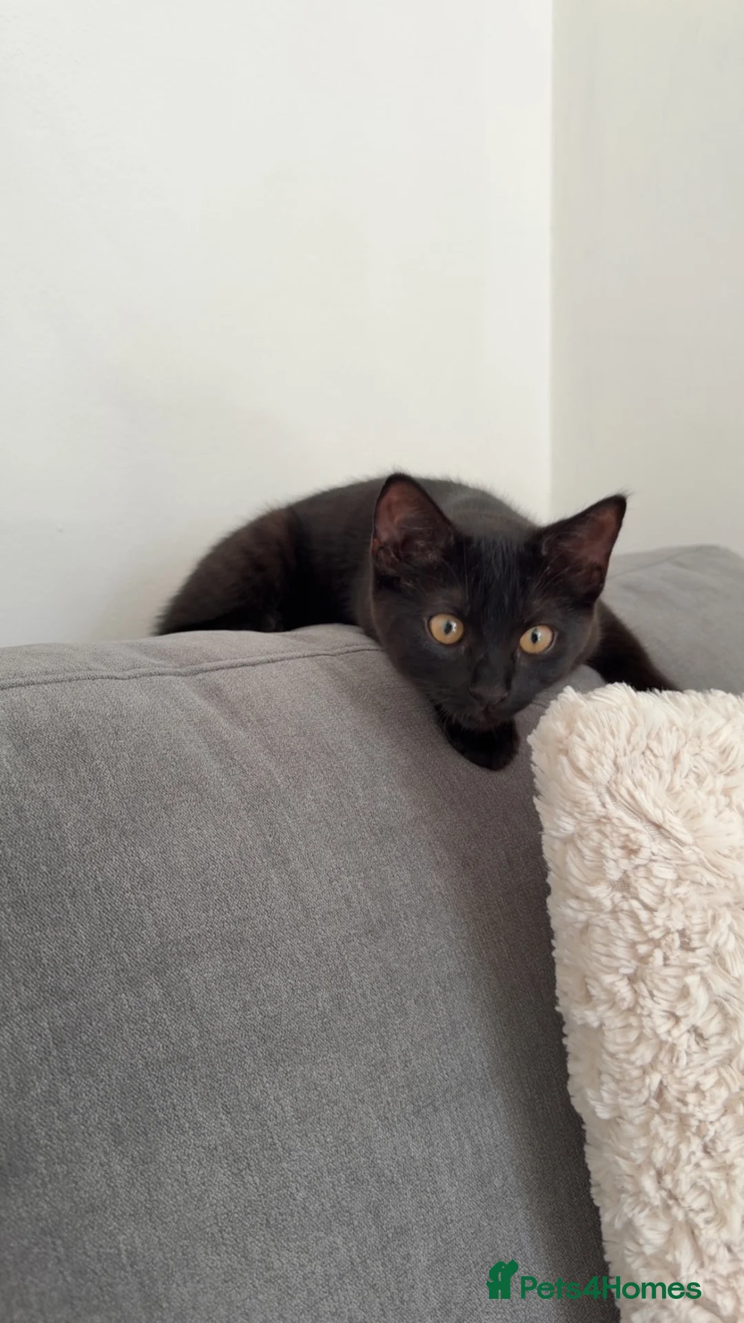Mixed Breed cats for sale: Ragdoll x tabby  - Advert 2