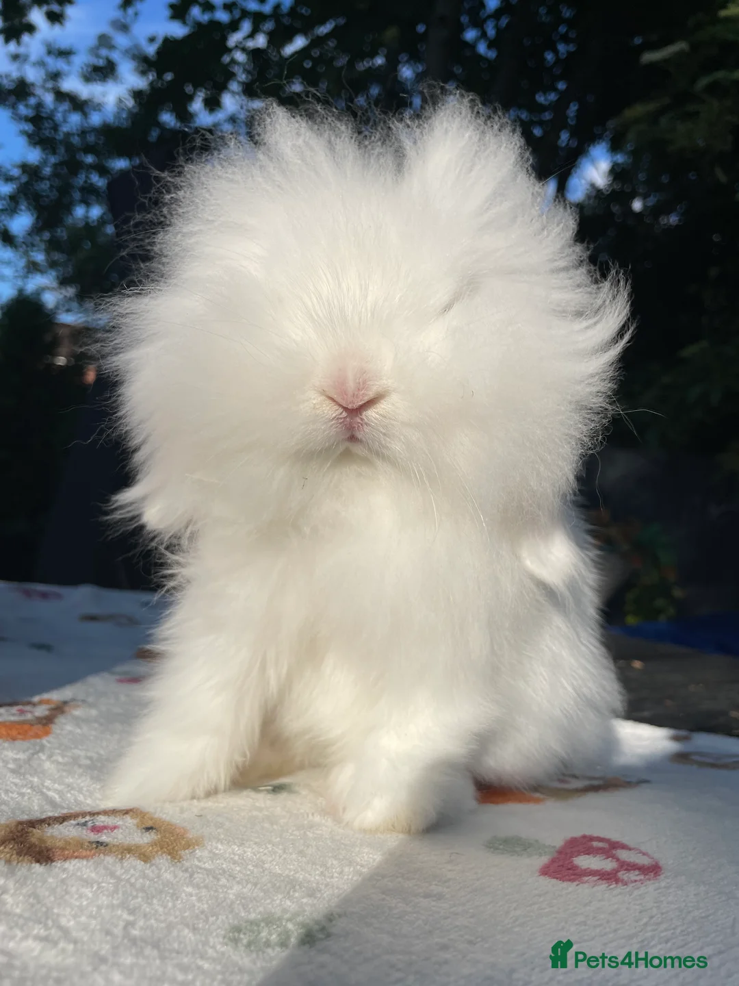 Mini Lion Lop rabbits for sale: Mini Lion Lop ** WAITING LIST** - Advert 7