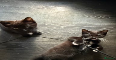 Mixed Breed cats - Advert 13