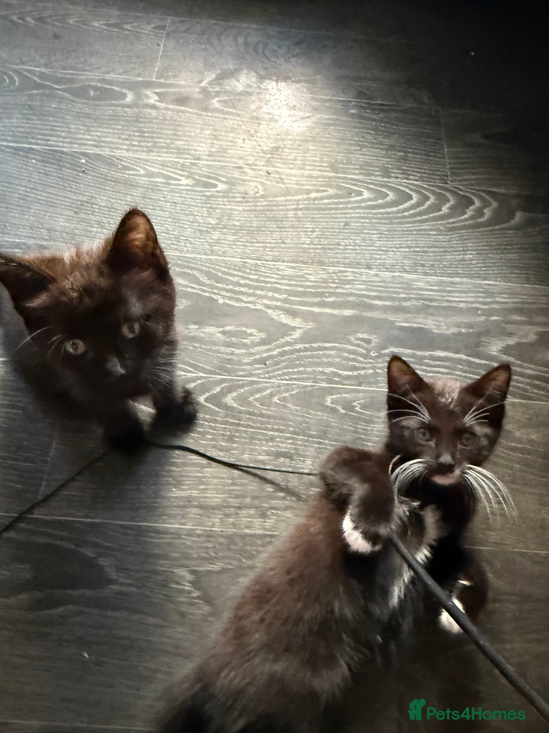 Mixed Breed cats for sale: tuxedo ghost tabby kittens - Image 21