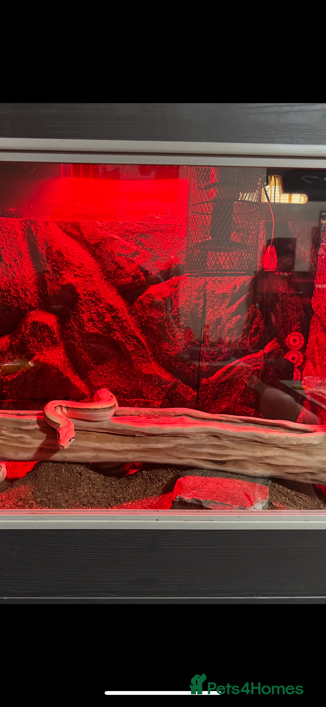 Boa Snake reptiles for sale: Super Albino Motley Boa Bwc - Image 6