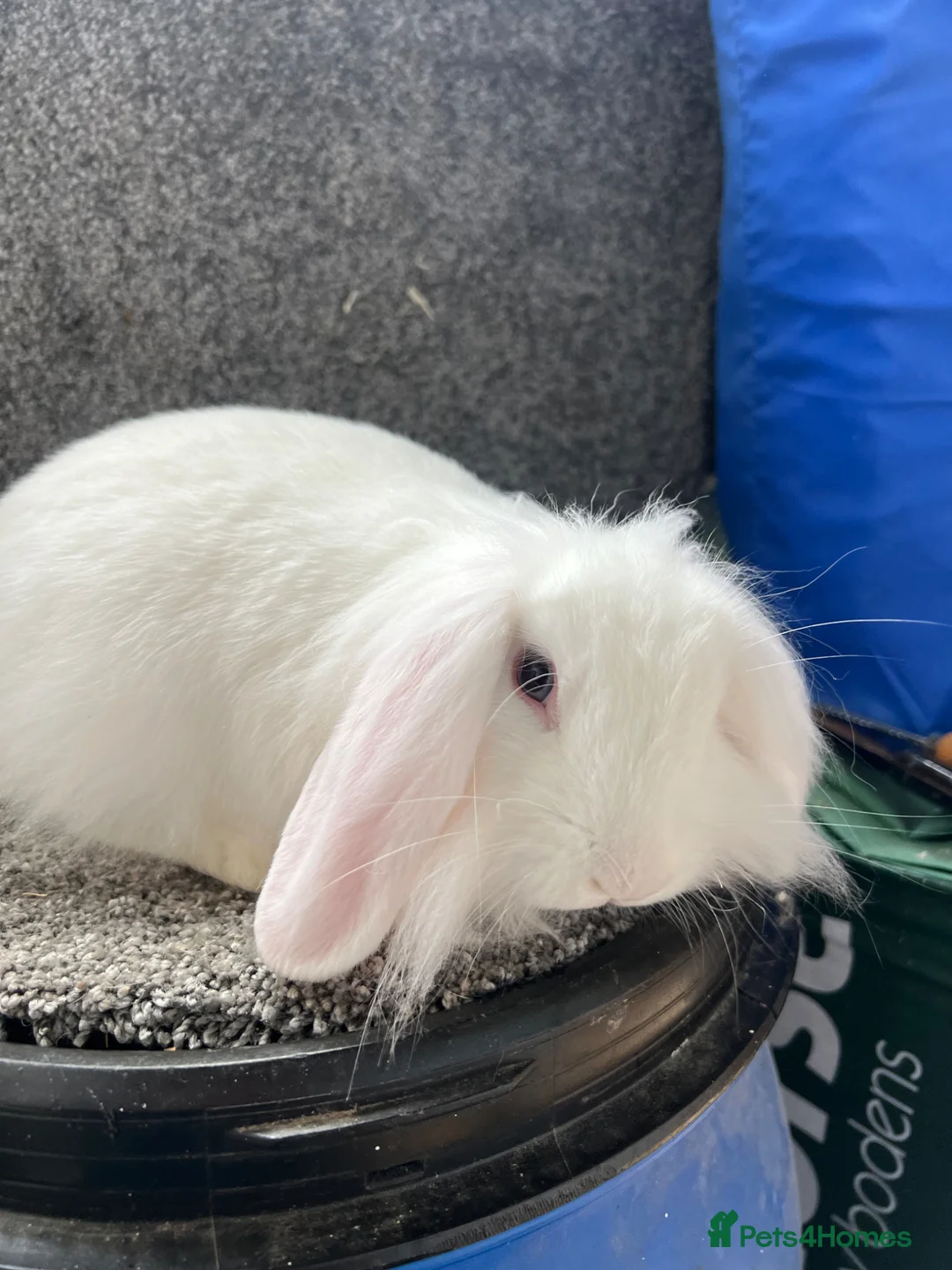 Mini Lion Lop rabbits for sale: BEW mini lion lop - Advert 2